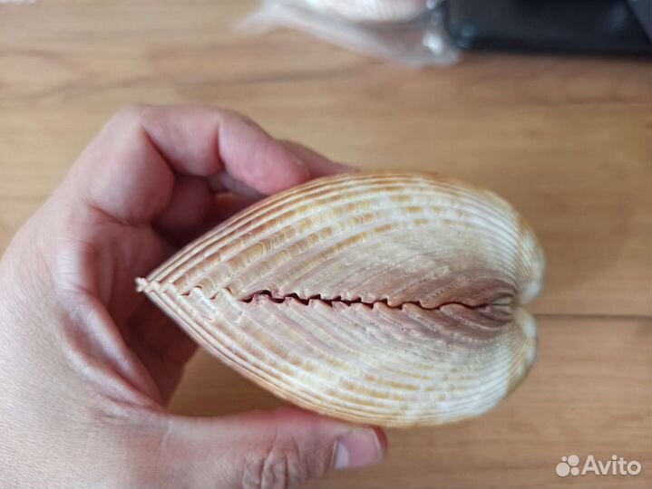 Морская раковина