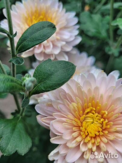 Хризантема садовая(полноценный куст)