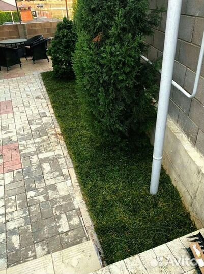 Рулонный газон