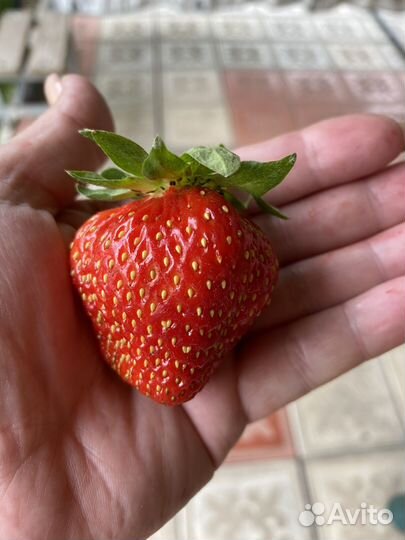 Рассада клубники