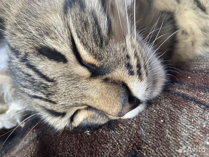 Кошка в дар