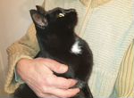 Черный красавец молодой 1,5 кот кастрирован привит