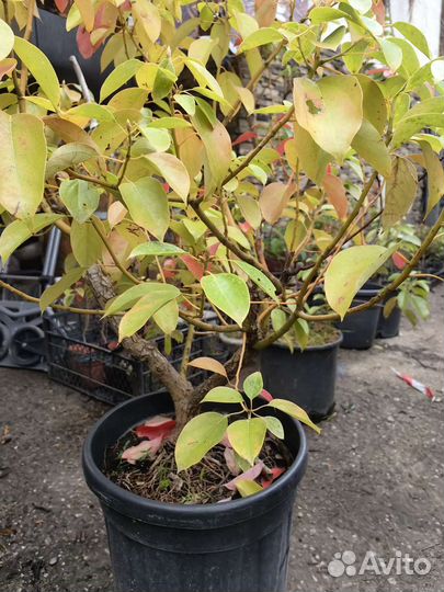 Коричник камфорный