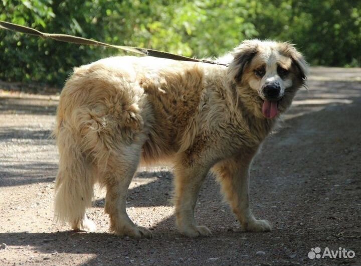 Собака Лада в хорошую семью бесплатно