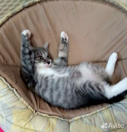 Особый котенок в добрые руки, стерилизованна