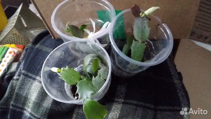 Декабрист белый