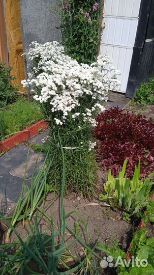 Гортензия метельчатая