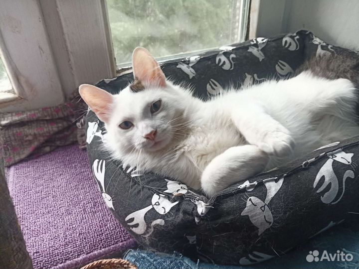 Кошка Марта