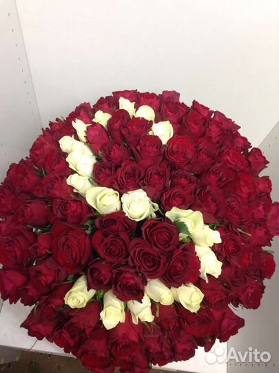Букет из 101 розы красно-белый 50 см