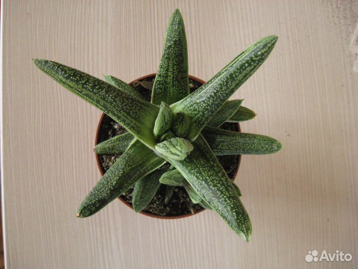 Суккуленты почтой. Есть необычные и редкие