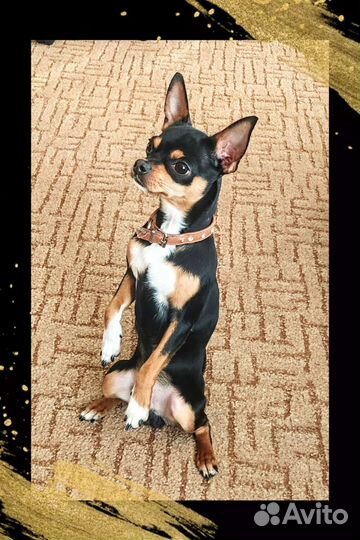 Вязка кобель чихуахуа