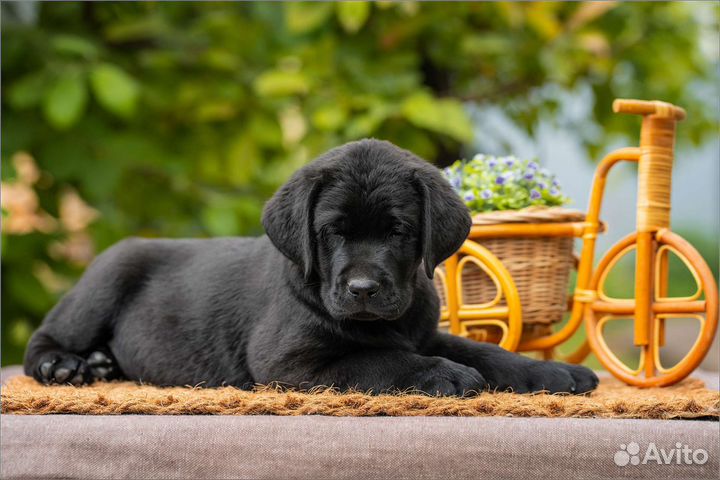 Лабрадор ретривер щенки