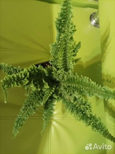 Папоротник нефролепис