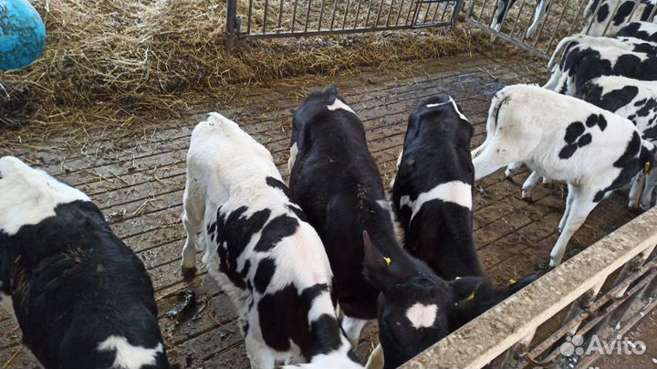 Бычки сементалы