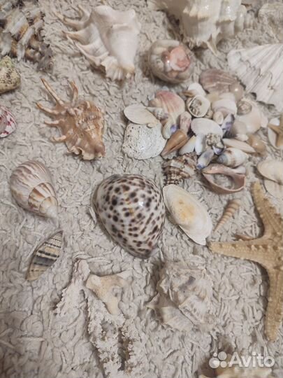 Огромный пакет ракушек и морских звезд