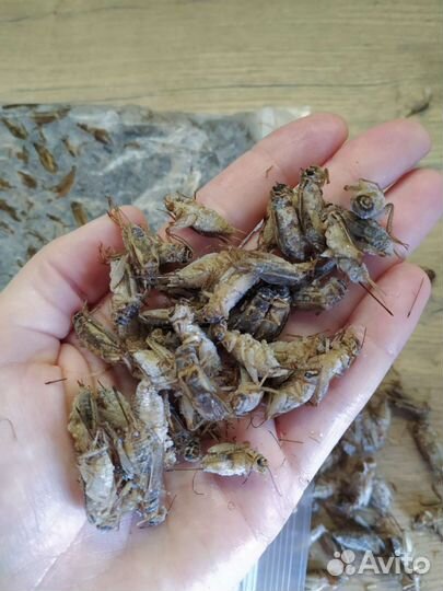 Сверчки замороженные (разные виды)