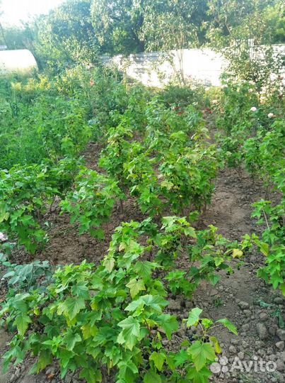 Кусты черной смородины