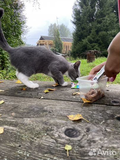 Котята в добрые руки бесплатно