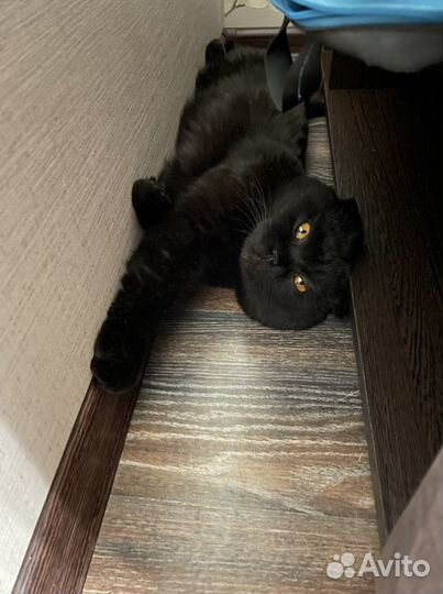 Шотландский вислоухий кот для вязки