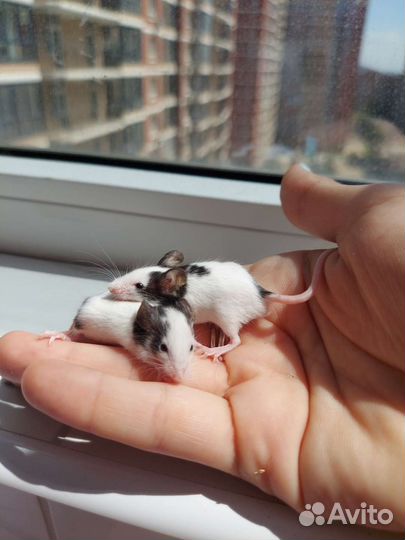 Японская карликовая мышь