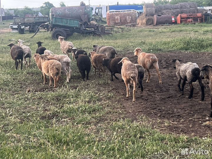 Овцы бараны