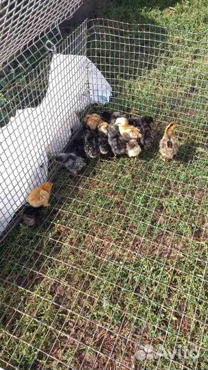 Цыплята суточные несушки