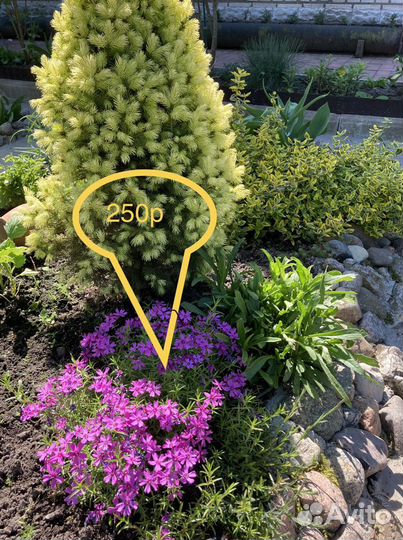 Флокс шиловидный (делёнка 15:15см)