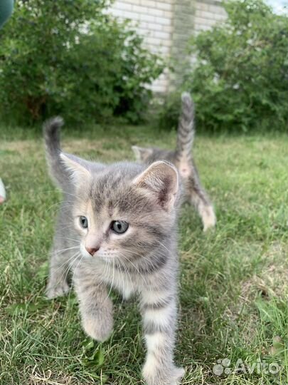 Котята в добрые руки 1 месяц бесплатно