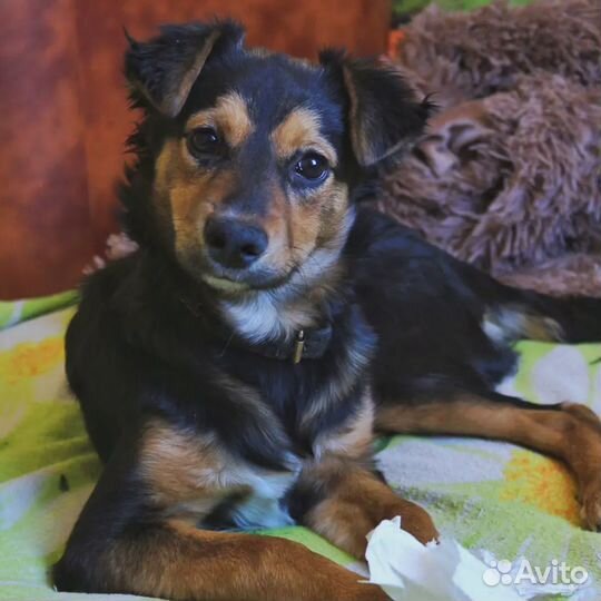 Собака ищет семью