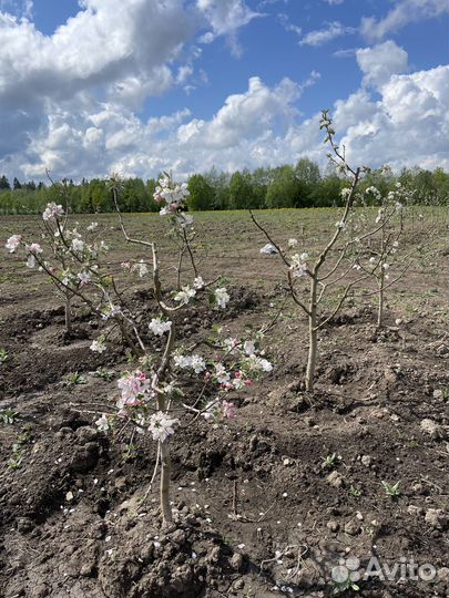 Саженцы яблонь крупномеров 7-10 лет