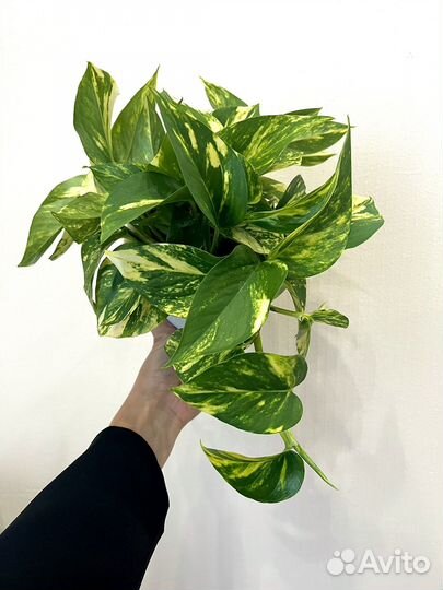 Сциндапсус золотистый эпипремнум