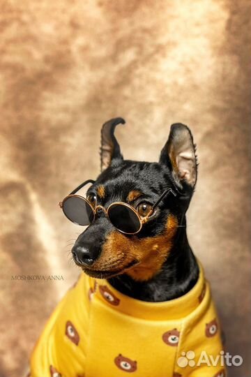 Цвергпинчер