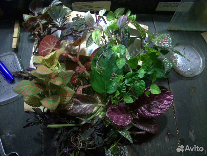 Набор растений для флорариума
