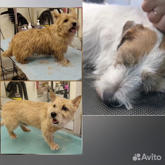 Груминг,Экспресс- линька, Тримминг