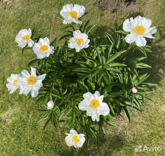 Пионы Moon of Nippon