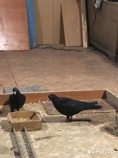 Голуби узбекские, пакистанские, иранские,бакинские