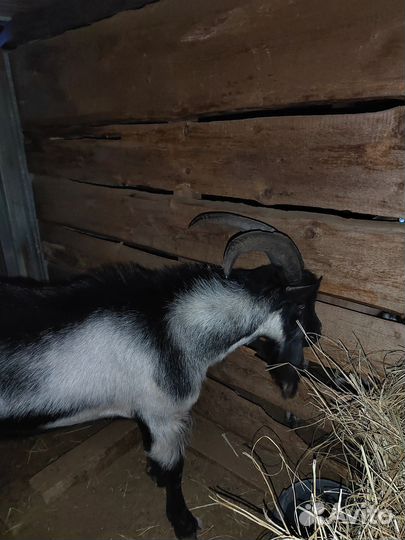 Козел альпийский