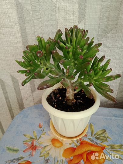 Цветы домашнии