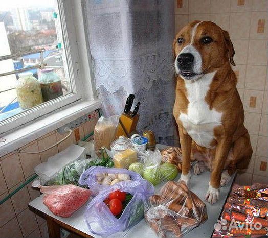 Продукты для кормления животных