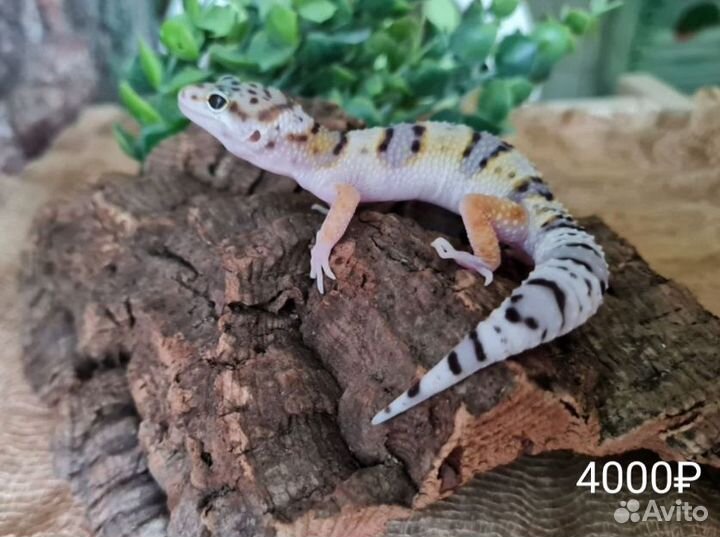 Эублефары. Цена на фото