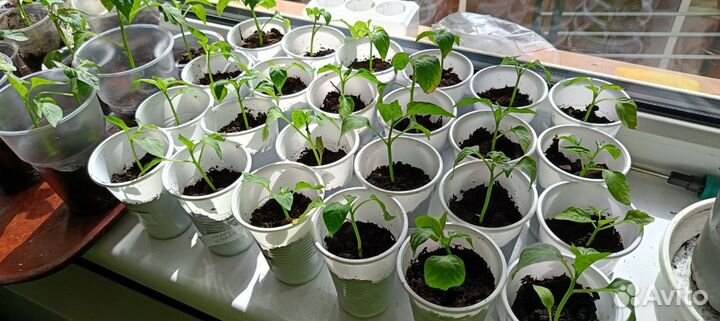 Рассада перца сладкого