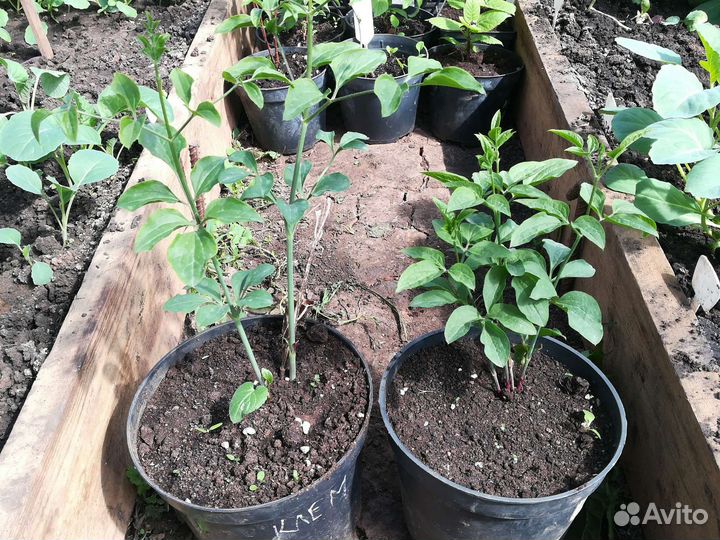 Клематис манчжурский Таежный снег