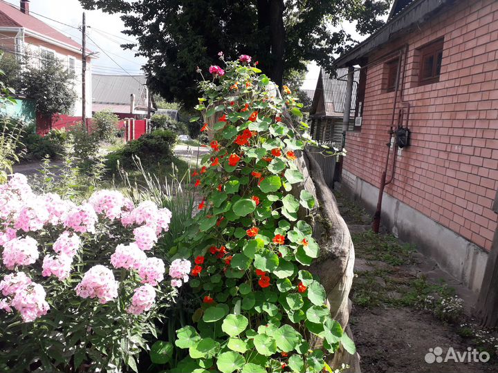 Флоксы