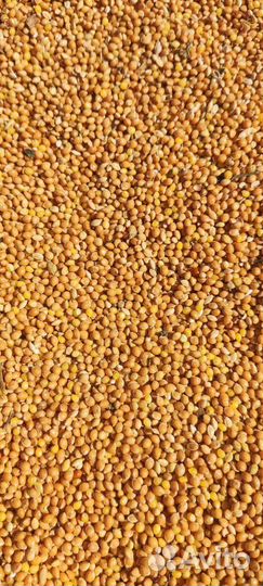 Просо желтое