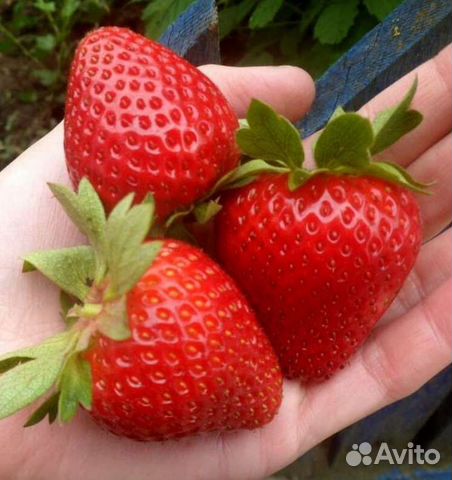 Клубника Мурано (саженцы)