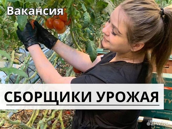 Сборщик урожая