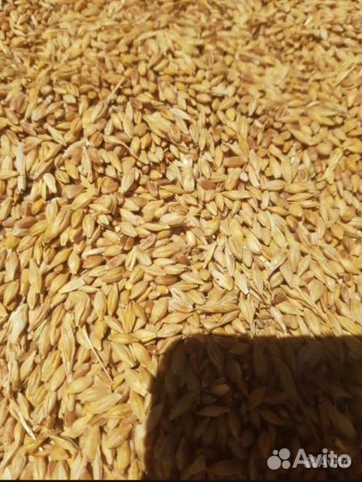 Пшеница ячмень