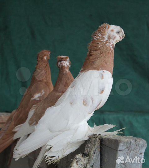 Элитные среднеазиатские среднеклювые голуби