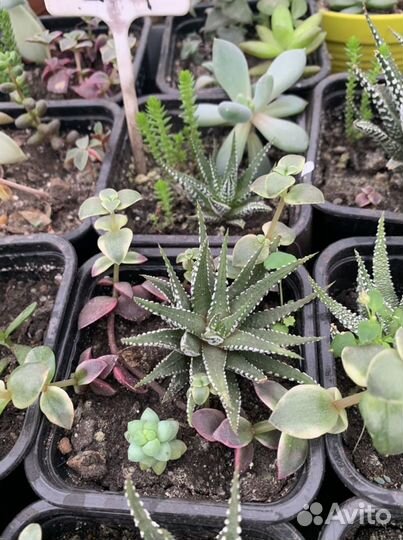 Суккуленты, наборы, минисадики