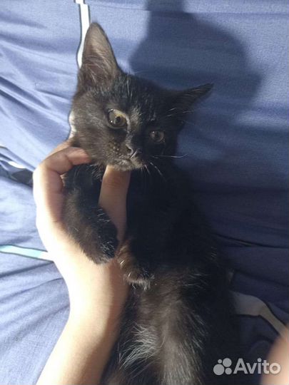 Котята в добрые руки бесплатно